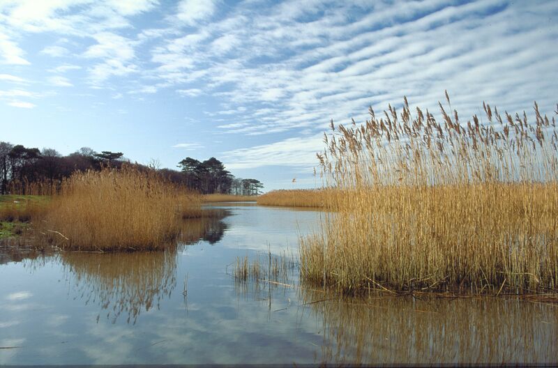 Tall reeds growing along the edge of a calm lake