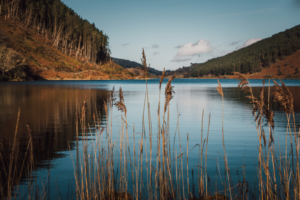  Llun yn dangos llyn gyda bryniau coediog yn y cefndir a chyrs yn y blaendir