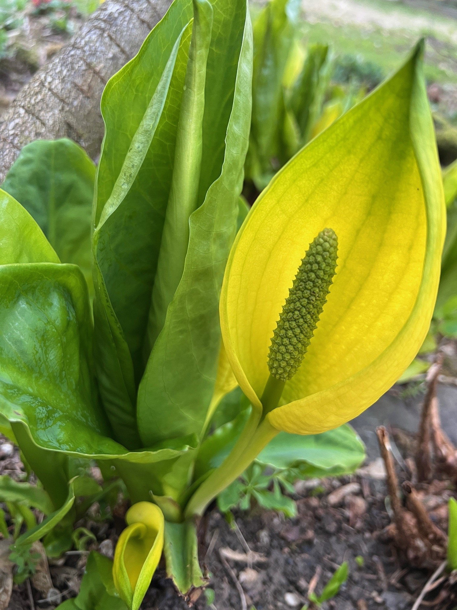 American Skunk Cabbage on the River Wye