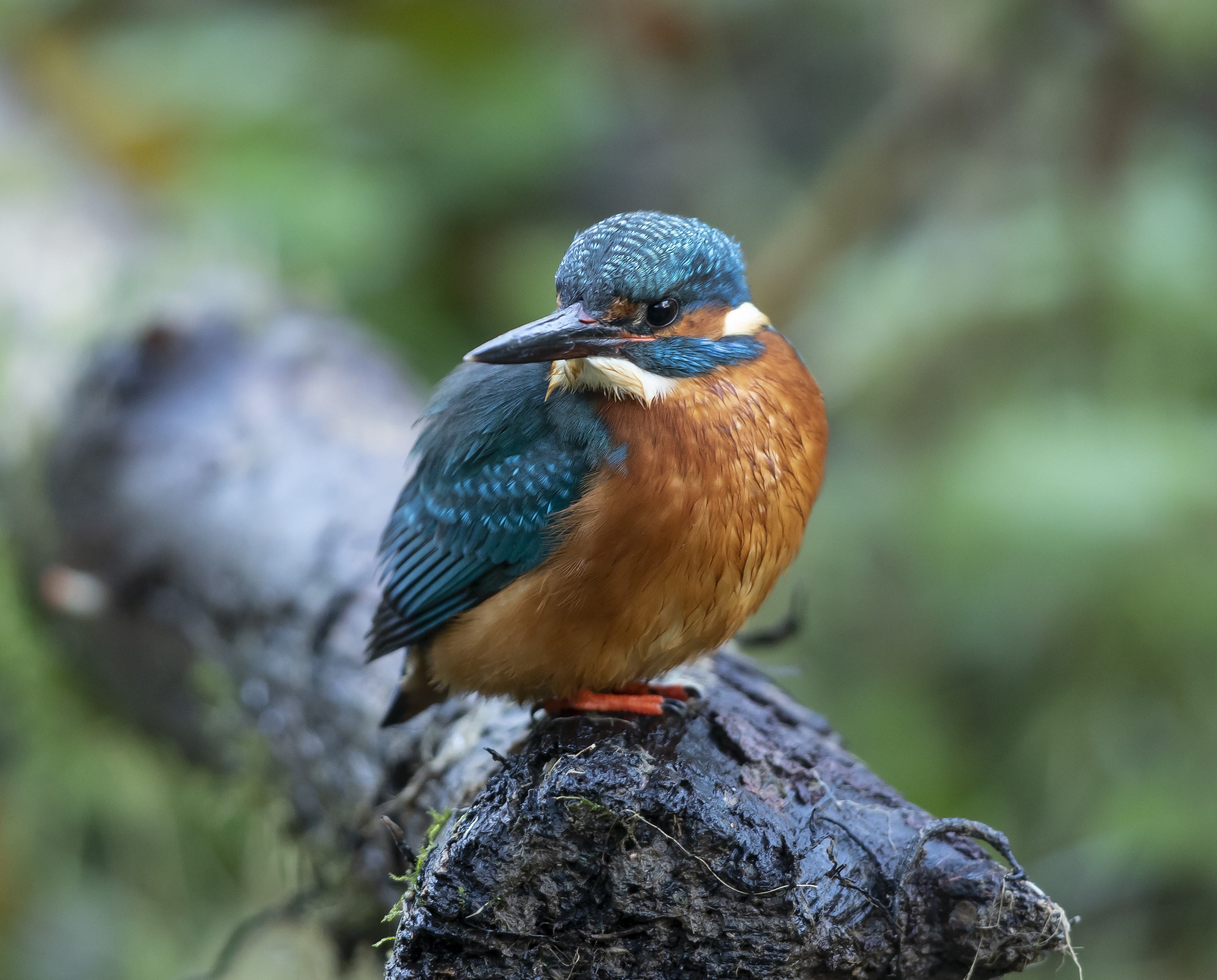 Kingfisher