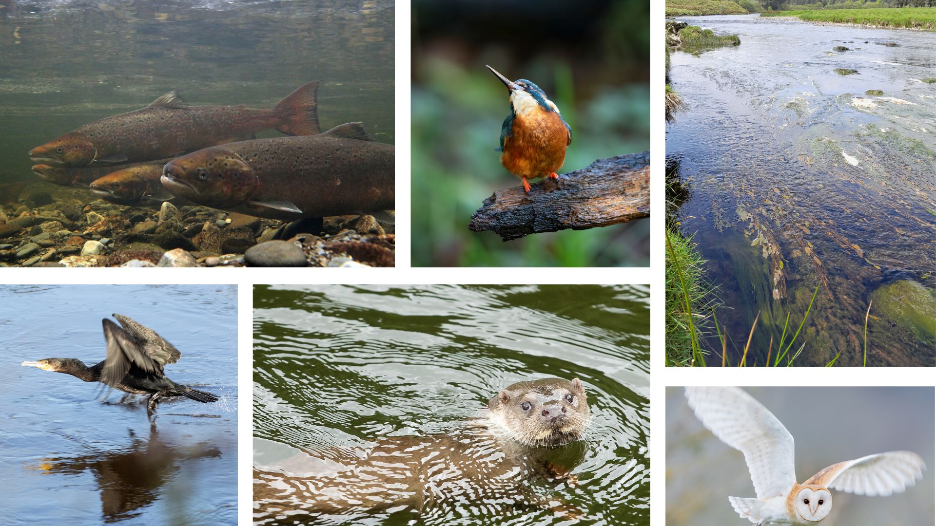 Upper Wye Wildlife