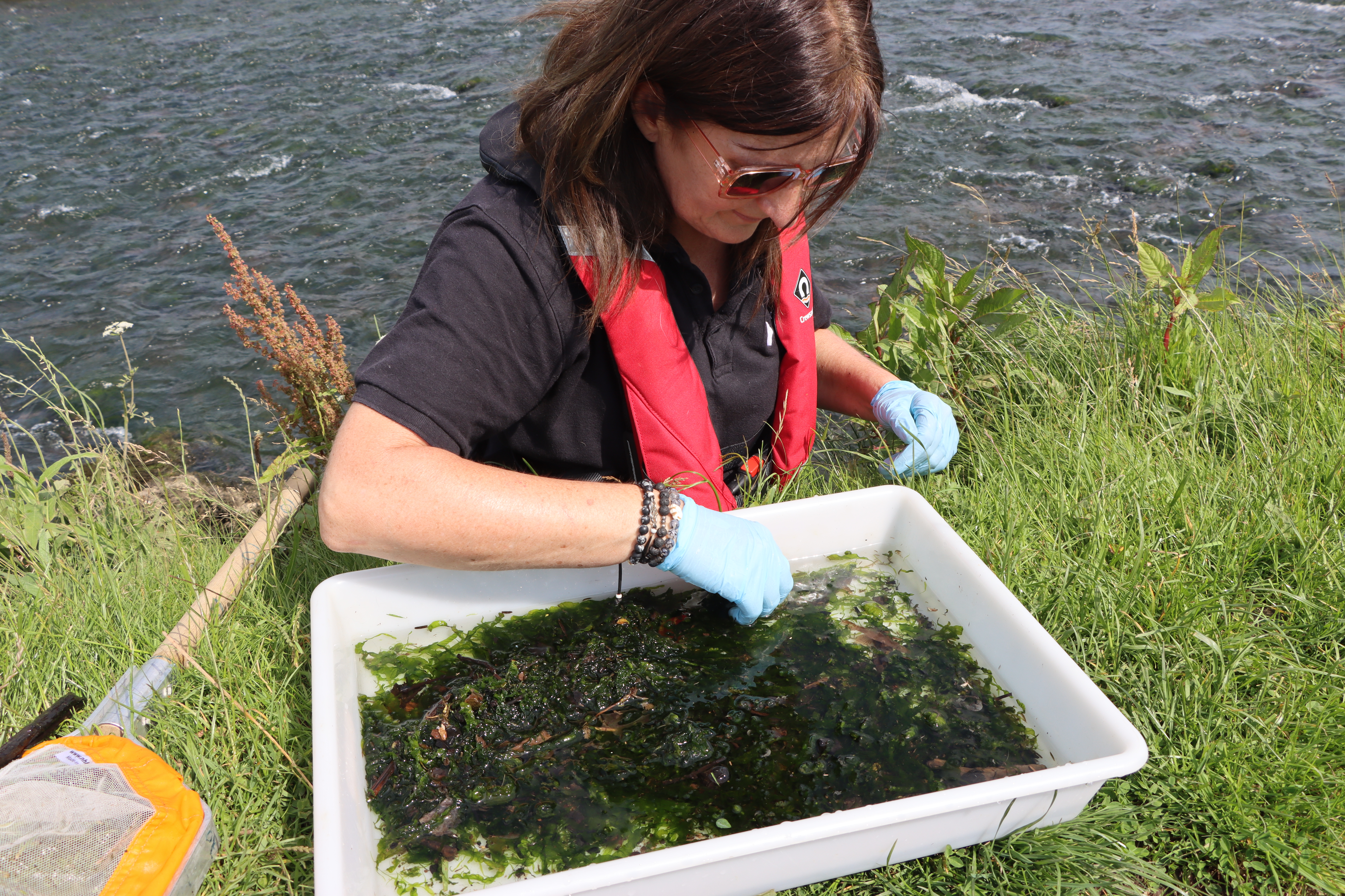 NRW officer checking for insects and fish in a river water sample