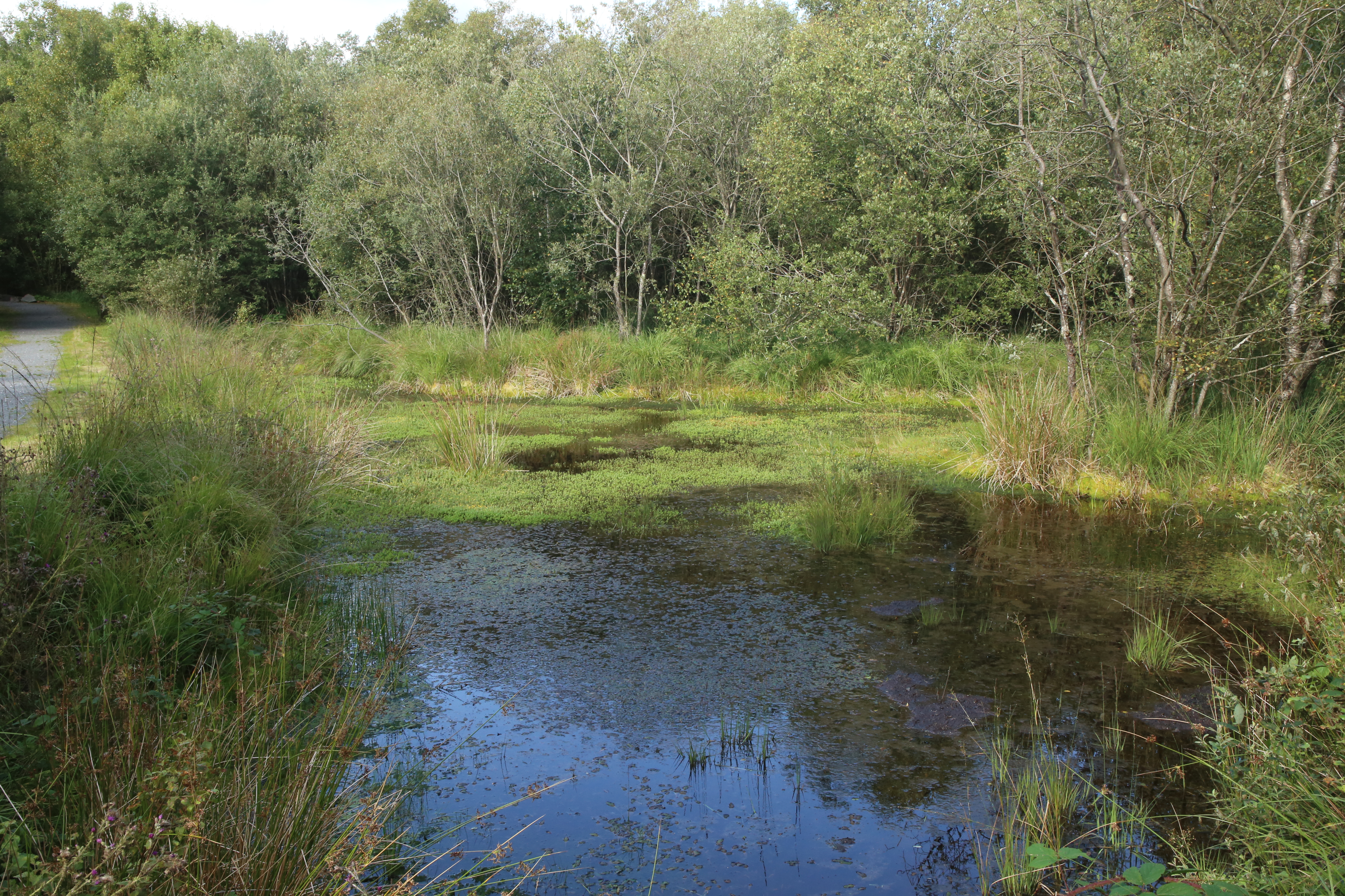 A pond surrounded by trees