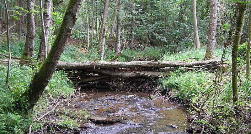 Large woody debris across a river channel