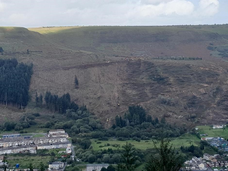 felled area on the Penyrenglyn site