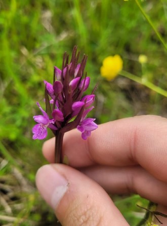  Orchid growing on the site