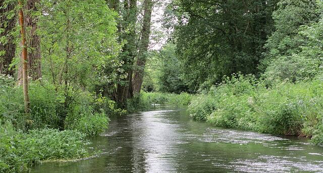 Afon gyda choed ar y glannau